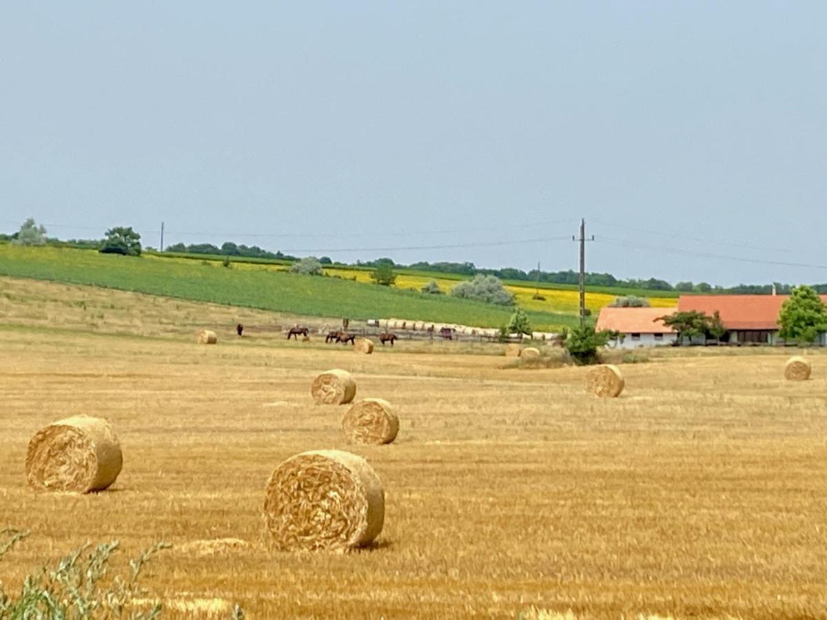 Vinea Etyek